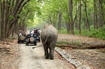 Game drive at Jim Corbett Game drive at Jim Corbett